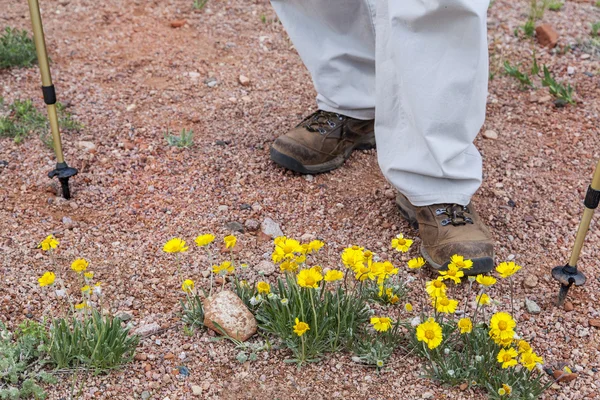 Hiker and desert wildflowers — Stock Photo, Image