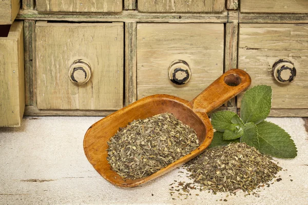 Мятный травяной чай — стоковое фото
