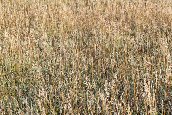 Prado de grama no final do verão — Fotografia de Stock