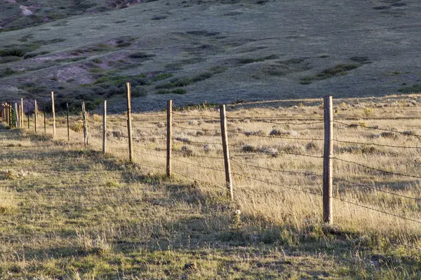 Cerca de ganado en la pradera —  Fotos de Stock