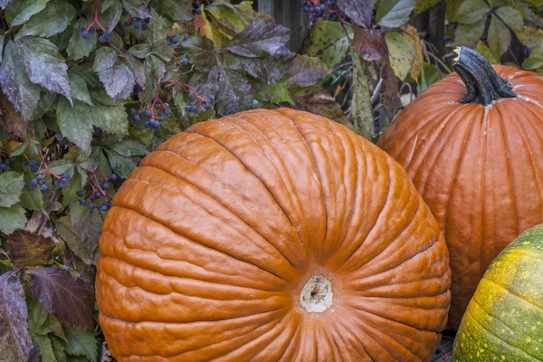 Citrouilles et vigne — Photo