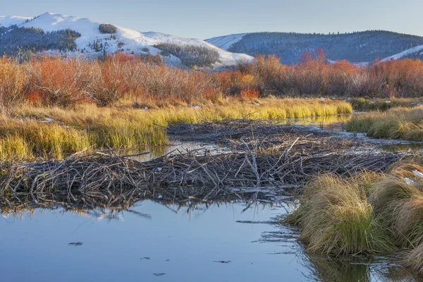 Beaver dam på north platte river — Stockfoto