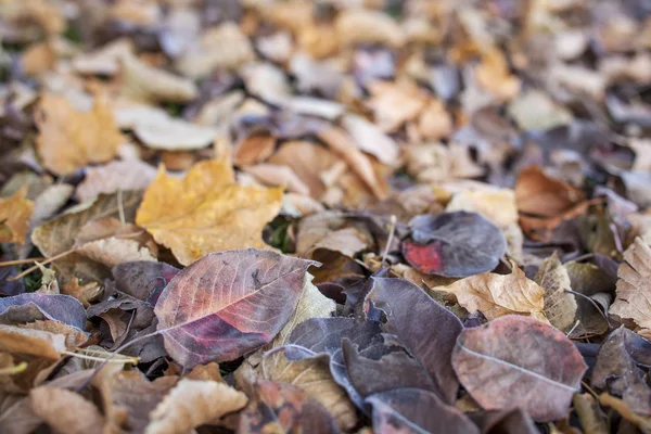 Fall leaves texture background — Stock Photo, Image
