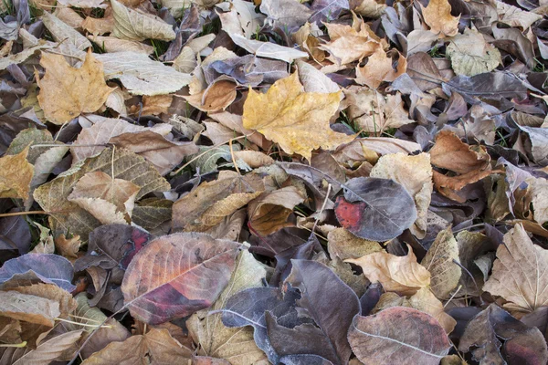 Fall leaves texture background — Stock Photo, Image