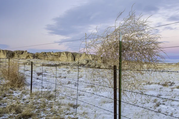 Sığır çit ve tumbleweed — Stok fotoğraf