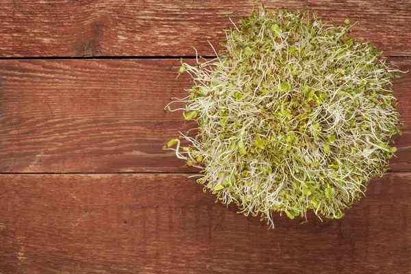 Alfalfa en radijs spruiten — Stockfoto