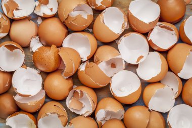 kırık tavuk eggshels