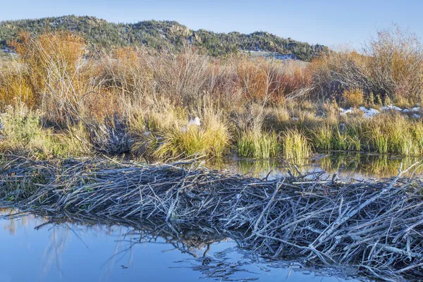 Beaver swamp in Colorado — Stock Photo, Image