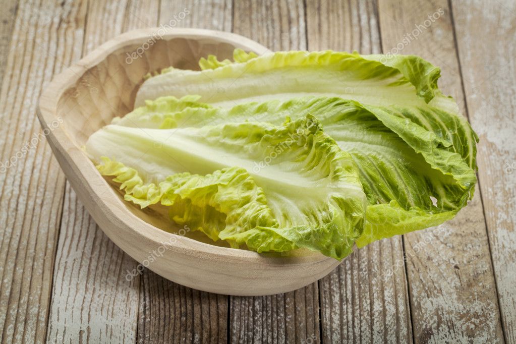 Featured image of post Imagenes De Lechuga Romana Una serie de variables dictan las necesidades de riego de las semillas