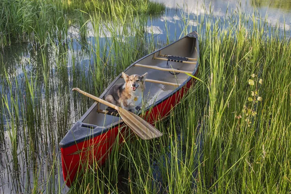 Corgi dog in a canoe — Stock Photo, Image