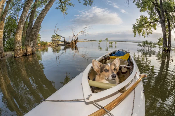 Cane da canoa — Foto Stock