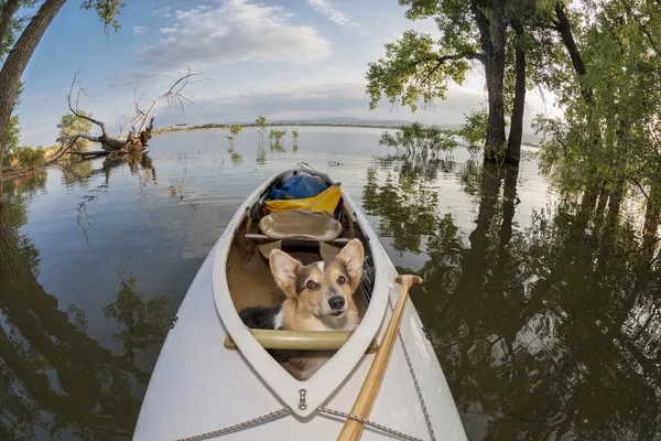 Canoa cão — Fotografia de Stock