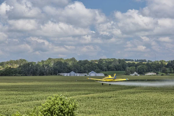 Duting corn crop — Stock Photo, Image