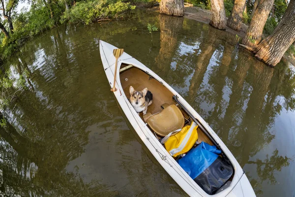 Corgi dog in canoe — Stock Photo, Image