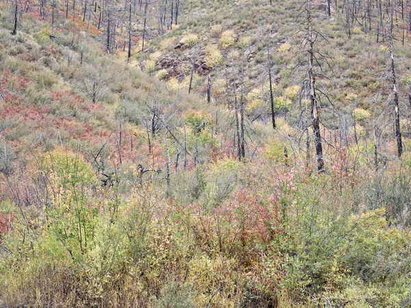 Tapeçaria Arbustos Cores Outono Floresta Queimada Encostas Poudre Canyon Poudre — Fotografia de Stock