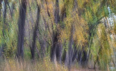Doğa hareketi pastel renklerle soyut bulanıklaşır. Sonbahar renklerinde orman ağaçları kasıtlı kamera hareketiyle çekilir.