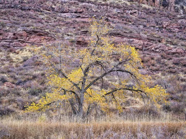 Herfst Landschap Aan Uitlopers Van Colorado Rocky Mountains Een Boom — Stockfoto