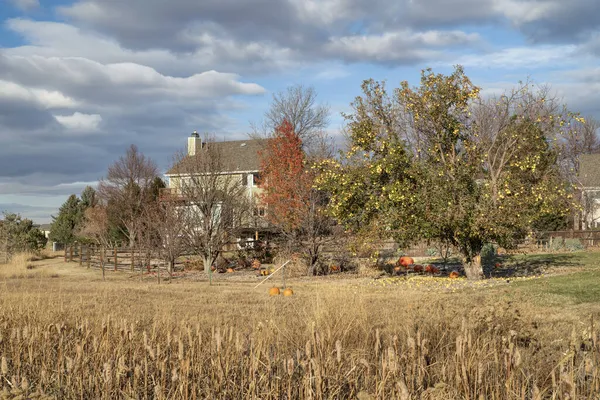 Landscape Residential Area Northern Colorado Swamp Meadow Old Apple Tree — Stock Photo, Image