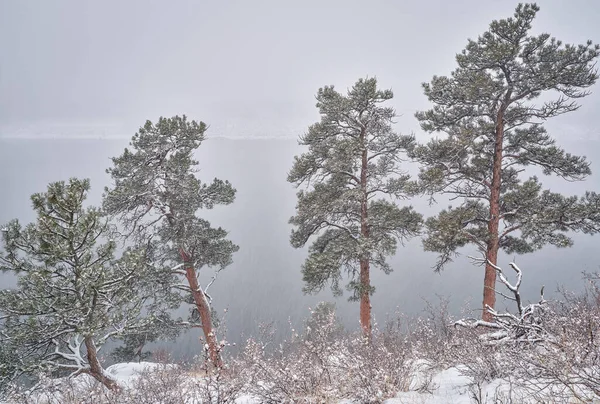 Pine Trees Shore Horsetooth Reservoir Colorado Foothills Fort Collins Heavy — Stock Photo, Image