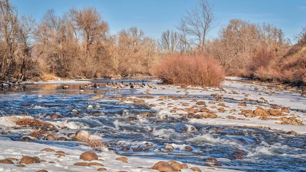 Early Winter Morning Colorado Foothills Fort Collins Cache Poudre River — Stock Photo, Image