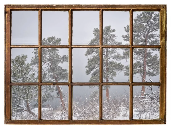 Pine Trees Shore Lake Colorado Foothills Heavy Winter Snowstorm Vintage — Stock Photo, Image