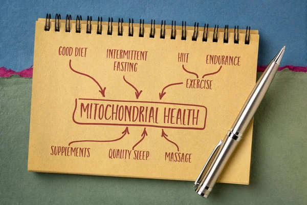 Mitochondriální Koncept Zdraví Text Skica Notebooku Zdravý Životní Styl Stárnutí — Stock fotografie