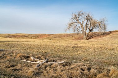 Kuzey Colorado çayırlarında yalnız bir ağaç, Soapstone bozkırında ilkbahar manzarası Fort Collins yakınlarındaki doğal alan.