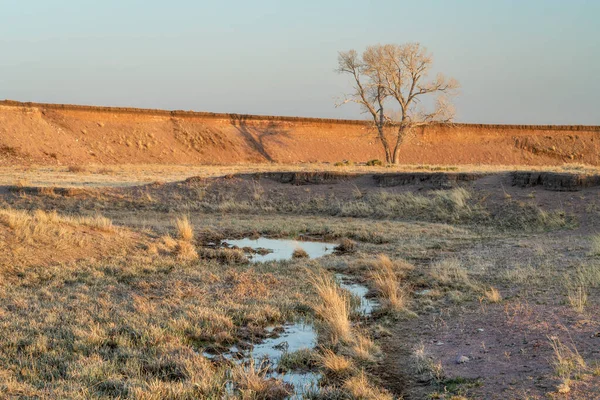 Stream Lonely Tree Northern Colorado Grassland Early Spring Scenery Soapstone — Stock Photo, Image