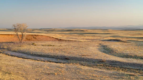 Córrego Uma Árvore Solitária Norte Colorado Pastagens Com Montanhas Rochosas — Fotografia de Stock