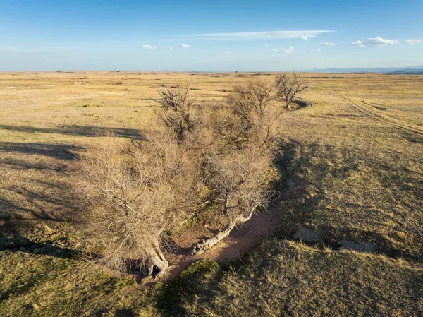 Árvores Longo Riacho Pradaria Colorado Vista Aérea Início Primavera — Fotografia de Stock
