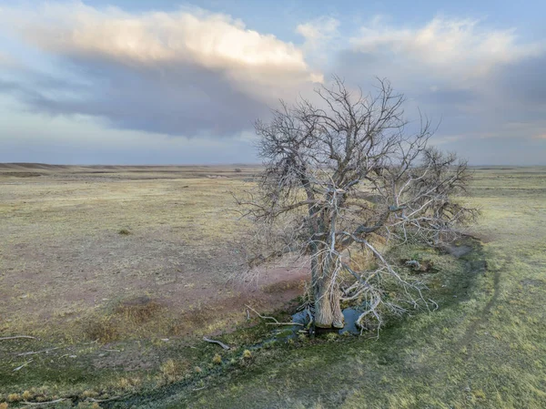 Bäume Entlang Eines Baches Colorado Prärie Luftaufnahme Des Frühlings Bei — Stockfoto