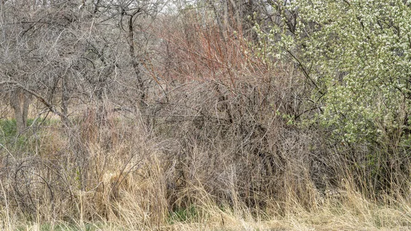 Springtime Tapestry Dry Grass Bushes Green Fresh Leaves Crab Apple — Fotografia de Stock