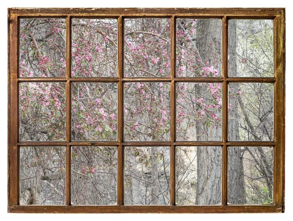 Springtime Tapestry Dry Branches Green Fresh Leaves Crab Apple Tree — Zdjęcie stockowe