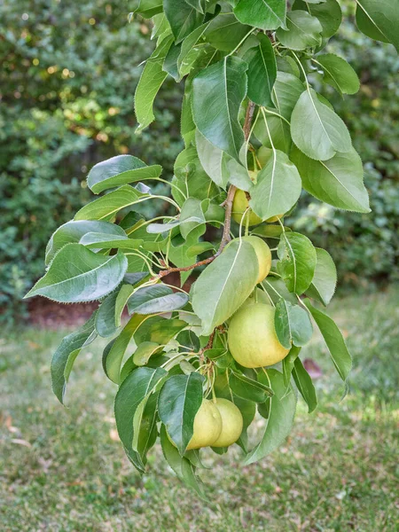 Hangende Tak Van Aziatische Peer Boom Zwaar Met Fruit Stockfoto