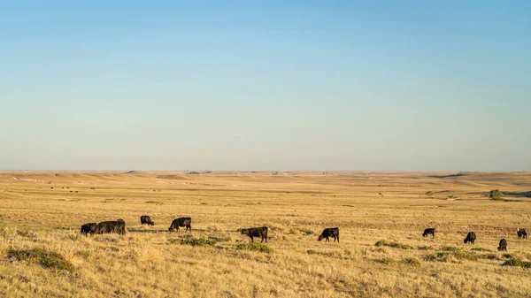 科罗拉多草原上的牛群放牧 Soapstone草原自然保护区 — 图库照片