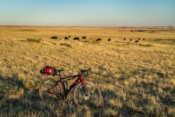 Grus Cykel Stig Colorado Foten Med Boskap Bete Täljsten Prairie — Stockfoto