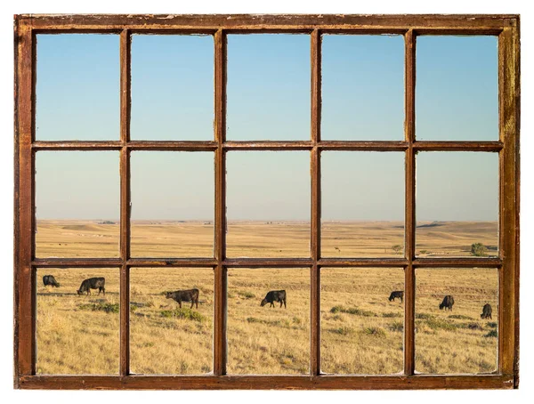 Pâturage Bétail Dans Une Prairie Colorado Depuis Une Fenêtre Guillotine — Photo