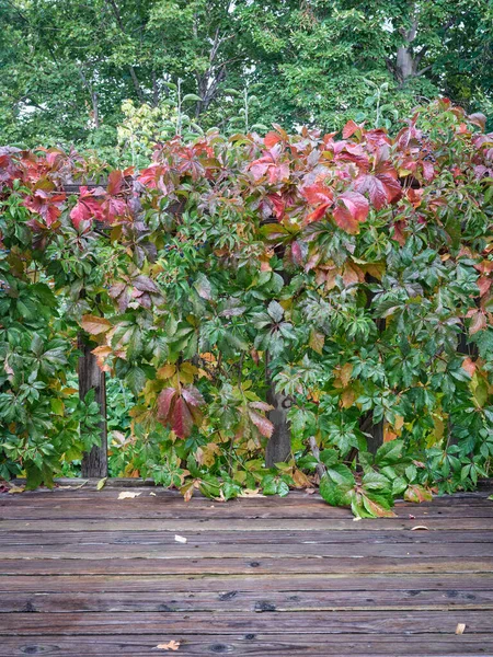 Tapiz Vid Follaje Árboles Color Otoño Temprano Cubierta Del Patio Fotos de stock