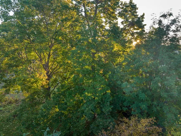 Тепле Сонце Світить Крізь Листя Дерева Задньому Дворі Вид Повітря — стокове фото