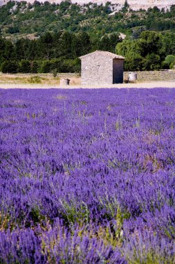 Fransa 'nın Provence-Alpes-Cte d Azur bölgesindeki Vaucluse' da yaz boyunca lavanta tarlaları