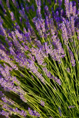 Fransa 'nın Provence-Alpes-Cte d Azur bölgesindeki Vaucluse' da yaz boyunca lavanta tarlaları