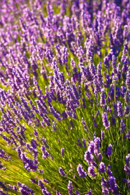 lavender fields during summer in Vaucluse in located in the Provence-Alpes-Cte d Azur region in France