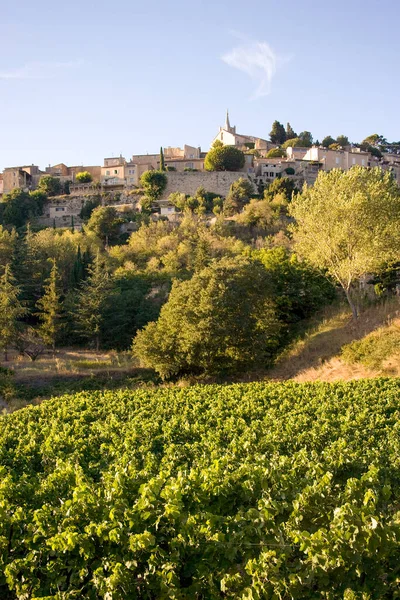 Виноградники Летом Провансе Франции — стоковое фото