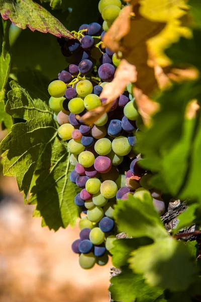 Vineyards Summer Provence France — Foto de Stock