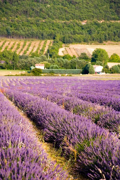 法国Provence Alpes Cte Azur地区Vaucluse的薰衣草田 — 图库照片