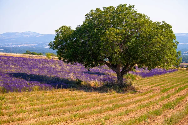 Fransa 'nın Provence-Alpes-Cte d Azur bölgesindeki Vaucluse' da yaz boyunca lavanta tarlaları
