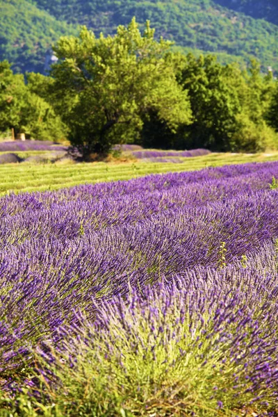 Levendulamezők Nyáron Vaucluse Ban Franciaország Provence Alpes Cte Azur Régiójában — Stock Fotó