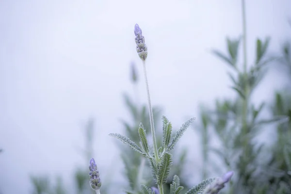 Blommor Ren Med Neutral Bakgrund — Stockfoto