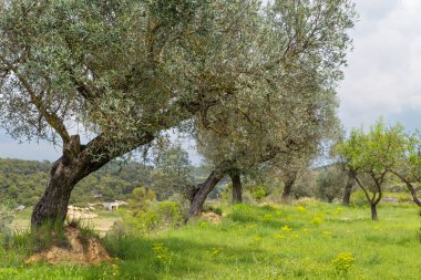 Tarragona 'nın Terra Alta bölgesindeki Batea şehrinin çevresindeki manzarada zeytin ağaçları bulunuyor.