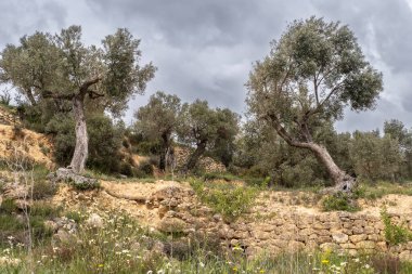 Tarragona 'nın Terra Alta bölgesindeki Batea şehrinin çevresindeki manzarada zeytin ağaçları bulunuyor.